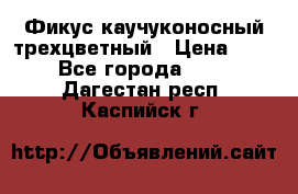 Фикус каучуконосный трехцветный › Цена ­ 500 - Все города  »    . Дагестан респ.,Каспийск г.